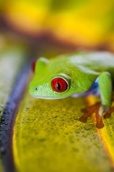 Екзотичні барвисті жаби — стокове фото