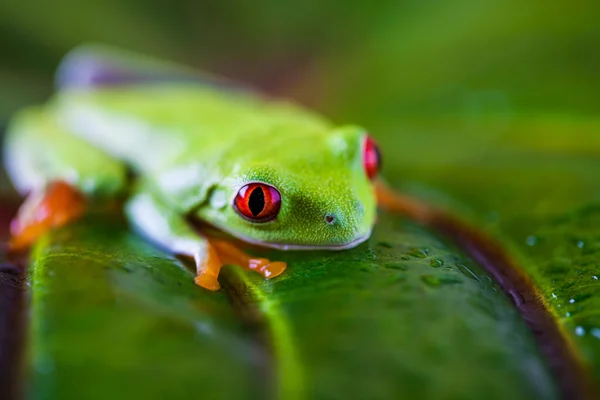 Экзотическая цветная лягушка — стоковое фото