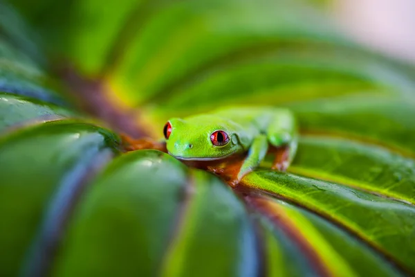 Εξωτικά πολύχρωμα βάτραχος — Φωτογραφία Αρχείου