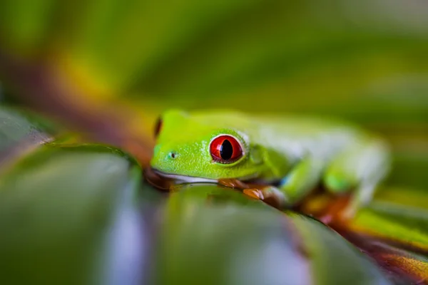 Exotic colorful frog — Stock Photo, Image