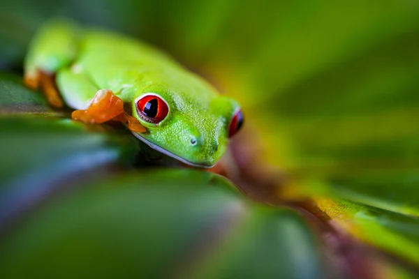 Exotiska färgglada groda — Stockfoto