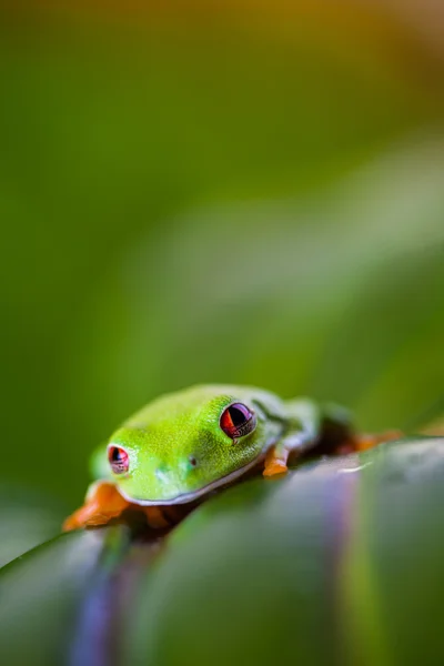 Όμορφη πολύχρωμα βάτραχος — Φωτογραφία Αρχείου