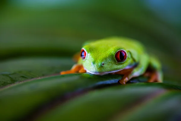 Bella rana colorata — Foto Stock