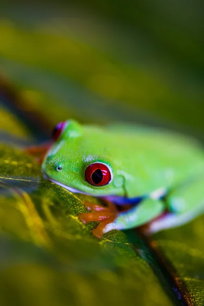 Krásné barevné žáby — Stock fotografie