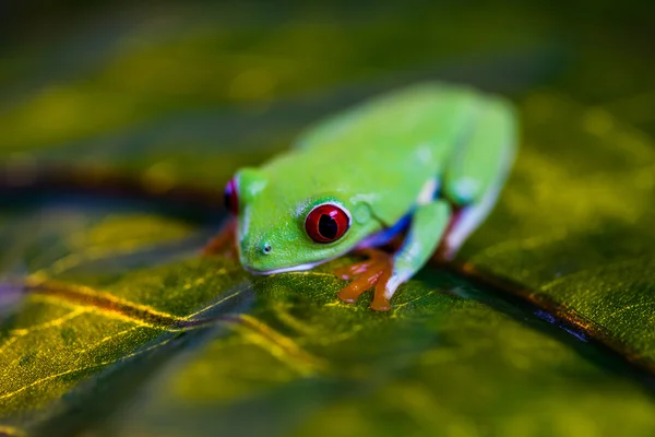 Όμορφη πολύχρωμα βάτραχος — Φωτογραφία Αρχείου