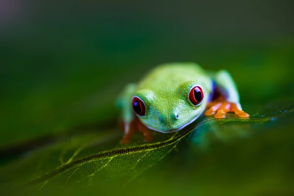 Thème saturé de grenouille tropicale colorée — Photo