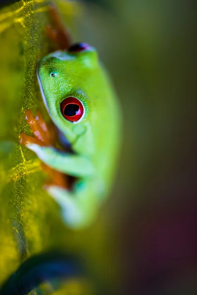 Nasycony temat tropikalnej żaby kolorowe — Zdjęcie stockowe