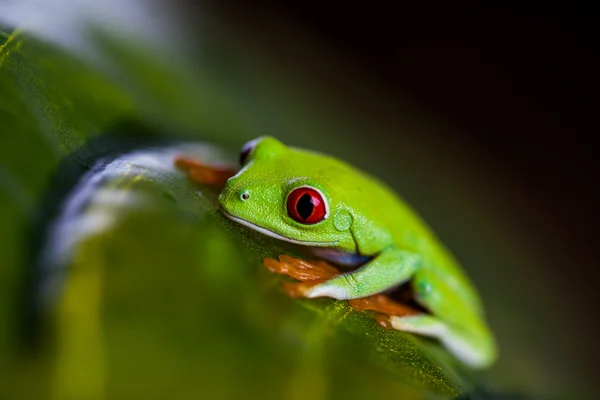 Tema saturado de rã tropical colorida — Fotografia de Stock