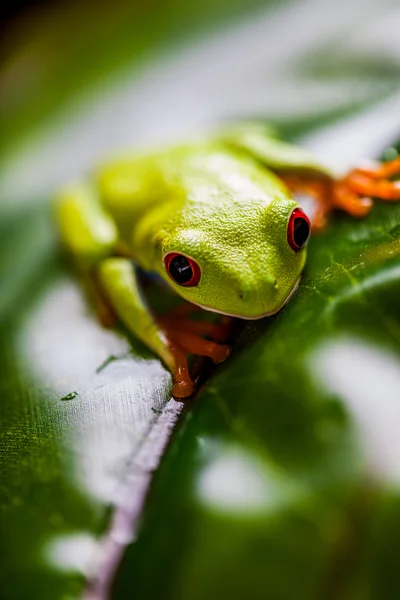 Saturated theme of tropical colorful frog — Stock Photo, Image