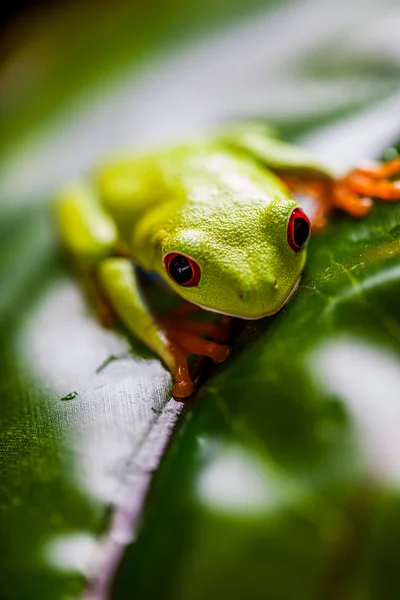 Tema saturo di rana tropicale colorato — Foto Stock