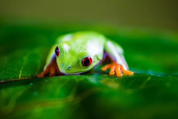 Лягушка в джунглях, яркие цвета — стоковое фото