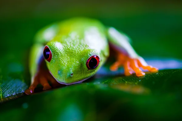 Rana nella giungla, colori vivaci — Foto Stock