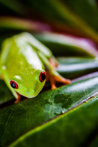 Frosch im Dschungel, lebhafte Farben — Stockfoto