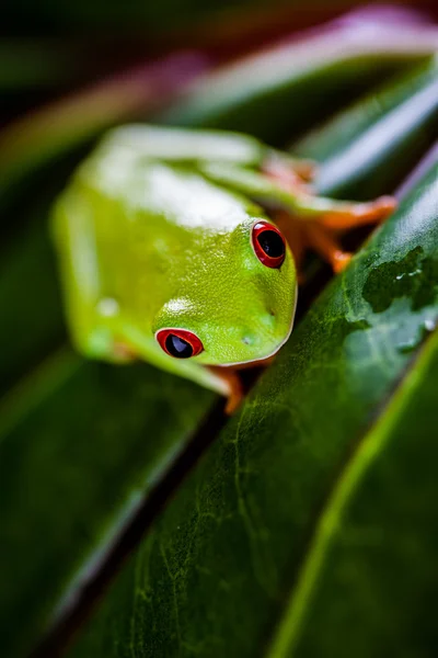 ジャングルで、鮮やかな色のカエル — ストック写真