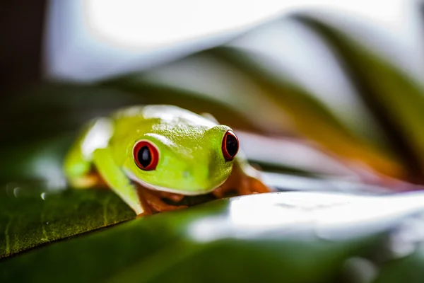 Frog in the jungle, vivid colors — Stock Photo, Image