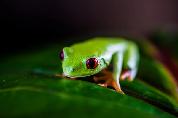 Żaba w dżungli, żywe kolory — Zdjęcie stockowe