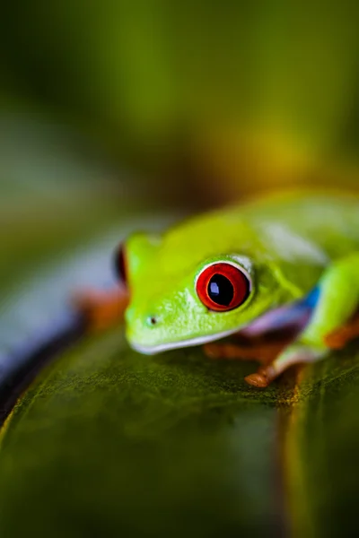 Lume exotică colorată, broască — Fotografie, imagine de stoc