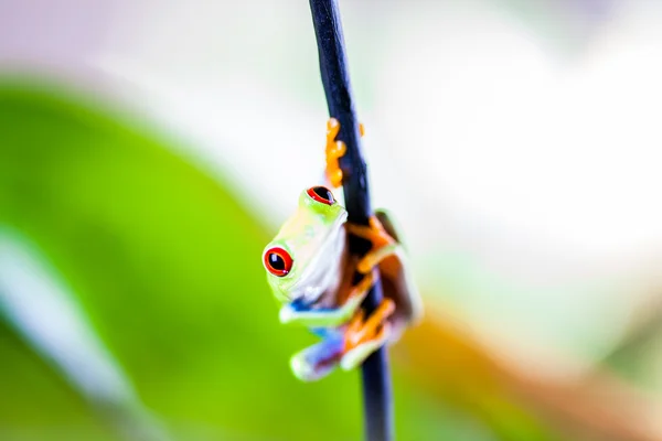 Exotic frog, vivid jungle theme — Stock Photo, Image