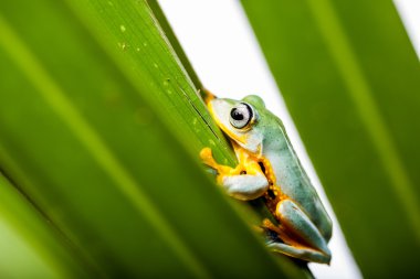 Yağmur ormanlarını, doğal çevre, egzotik kurbağa