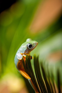 renkli orman temalı kurbağa, canlı renkler ile