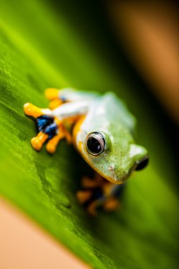 güzel egzotik kurbağa