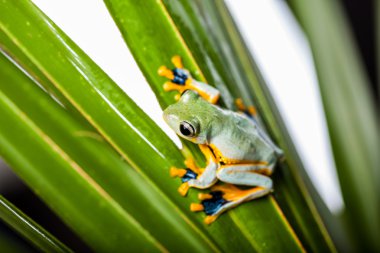 güzel egzotik kurbağa