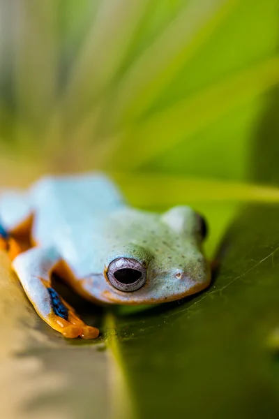 Красочная лягушка в тропических тропических лесах — стоковое фото