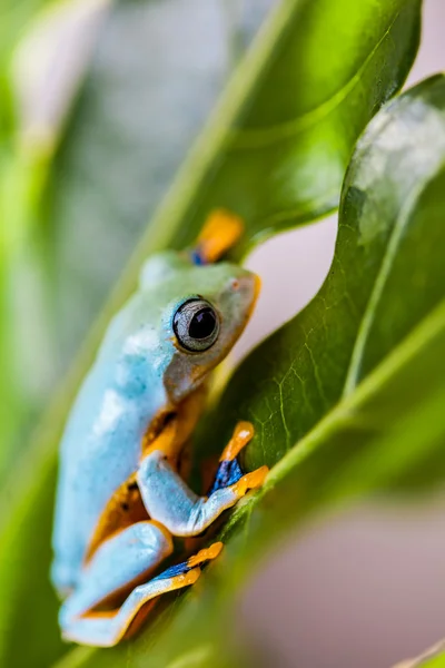 Rana colorida en la selva tropical —  Fotos de Stock