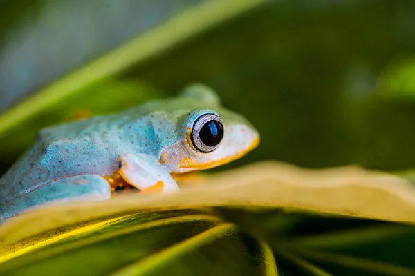 Colorful frog in tropical rain forest — Stock Photo, Image