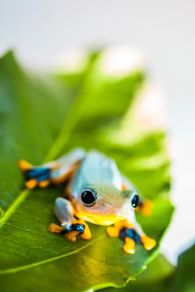 Tema floresta tropical — Fotografia de Stock