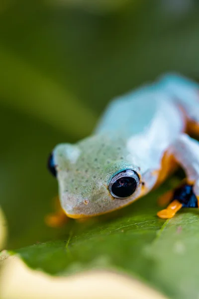 Exotic theme with frog — Stock Photo, Image