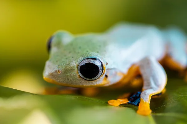 Exotické téma s žába — Stock fotografie