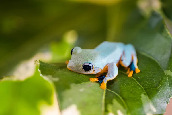 Tema exótico com sapo — Fotografia de Stock