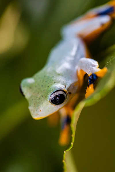 Exotic theme with frog — Stock Photo, Image