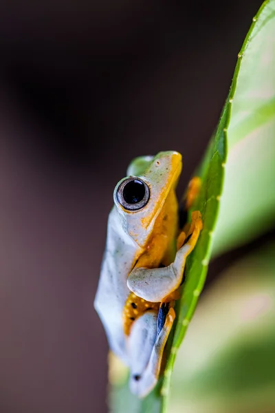 ジャングルの中でカラフルなカエル — ストック写真