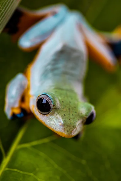 Sapo colorido na selva — Fotografia de Stock