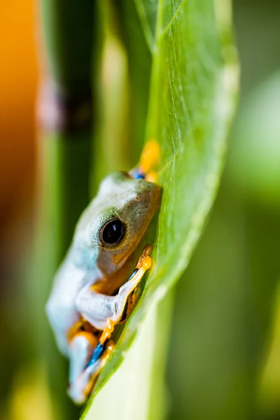 ジャングルの中でカラフルなカエル — ストック写真