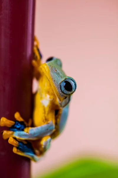 정글에서 화려한 개구리 — 스톡 사진
