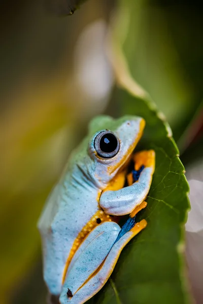 Красочная тема экзотической лягушки — стоковое фото