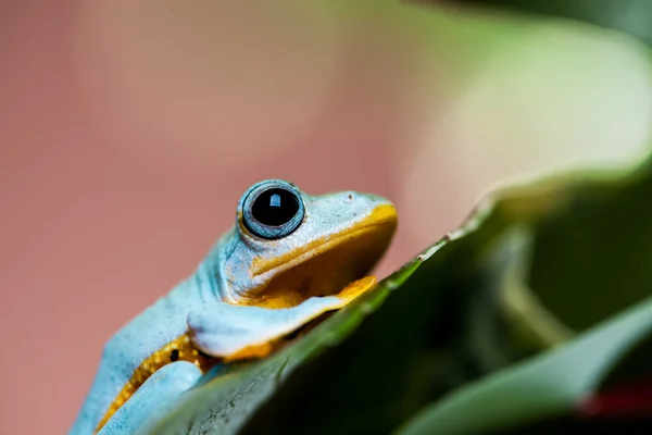 Barevné téma exotických žába — Stock fotografie