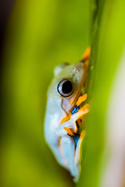 이국적인 개구리의 다채로운 테마 — 스톡 사진