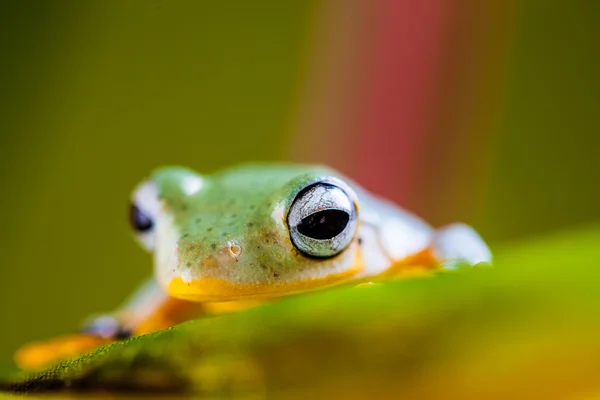 Barevné téma exotických žába — Stock fotografie