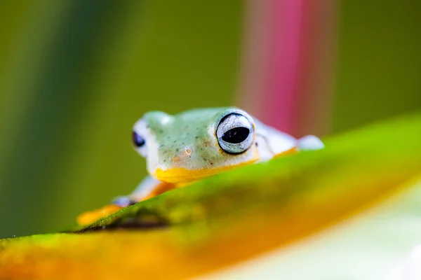 丰富多彩的主题的异乎寻常的青蛙 — 图库照片