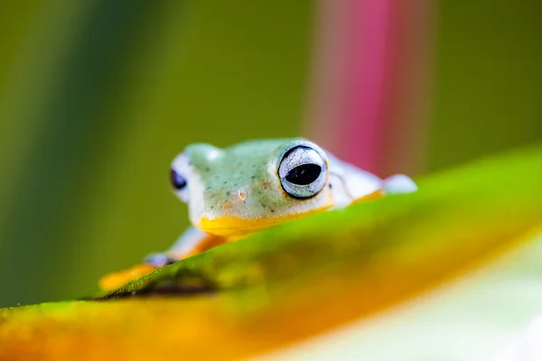 Tema colorido de rana exótica —  Fotos de Stock