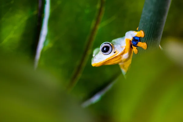 Природная среда с экзотической лягушкой — стоковое фото