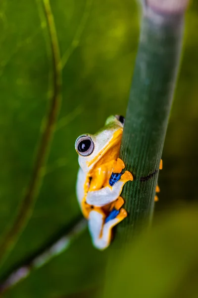 이국적인 개구리와 자연 환경 — 스톡 사진