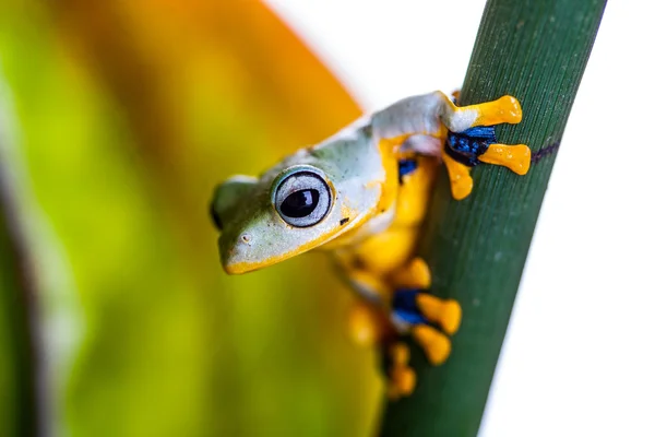 Žába na exotické listy ve skutečné džungli — Stock fotografie