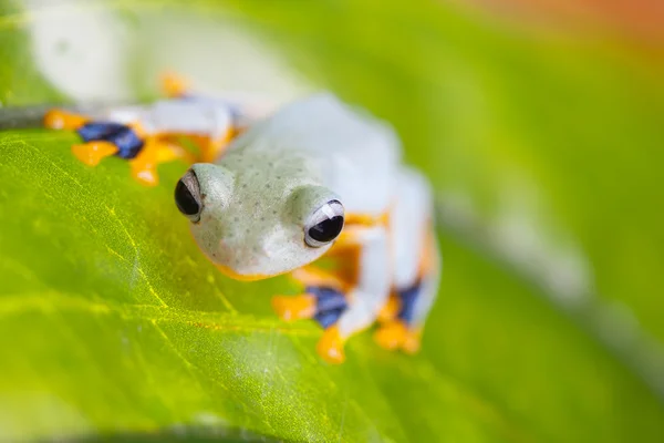 Rana en hoja exótica en la selva real — Foto de Stock