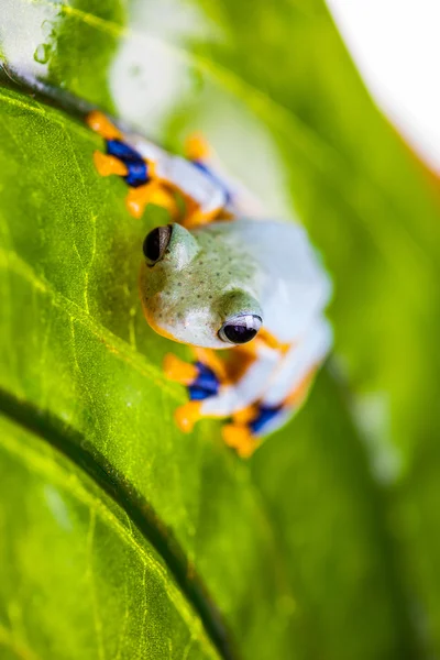 진짜 정글에서 이국적인 잎에 개구리 — 스톡 사진