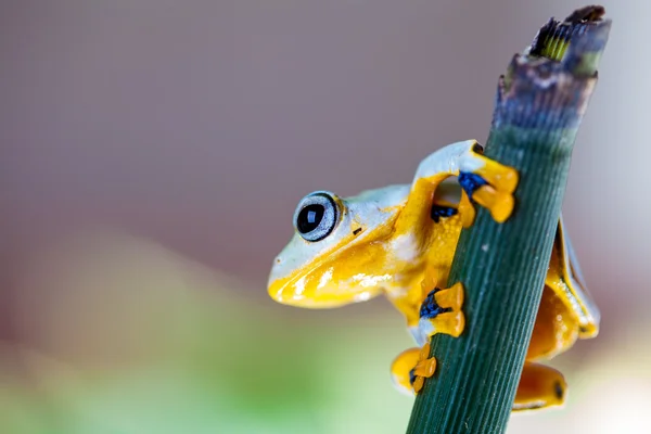 Rana en hoja exótica en la selva real — Foto de Stock